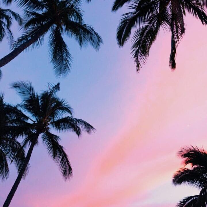 A view of palm trees at sunset.